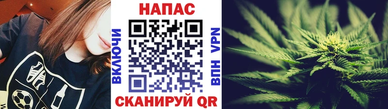 где можно купить   Лаишево  Каннабис индика 
